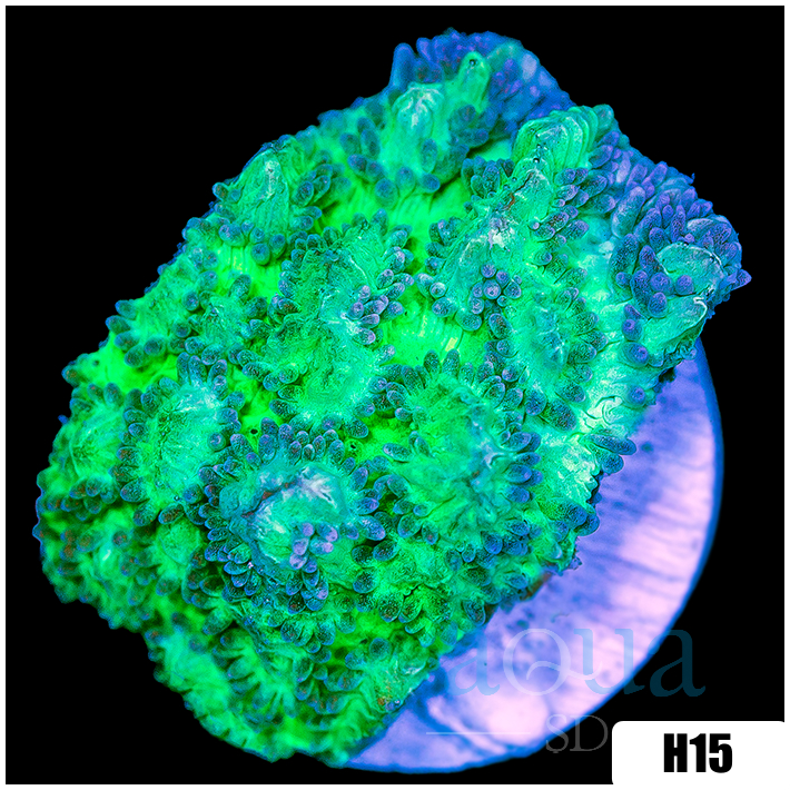 Corals - Page 1 - Aqua SD